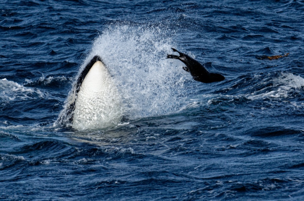 Stunning the seal so that it can't fight back