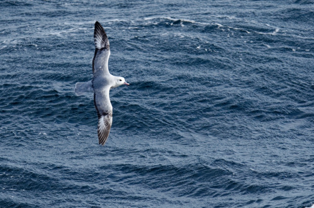 Southern Fulmar