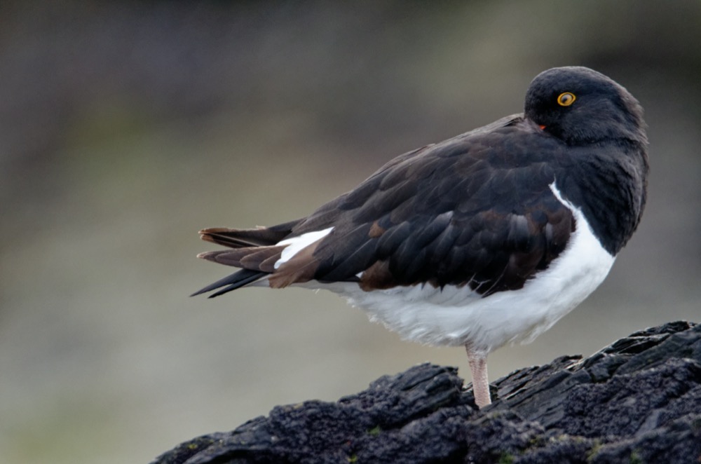 Magellanic Oystercatcher and Rock Cormorants