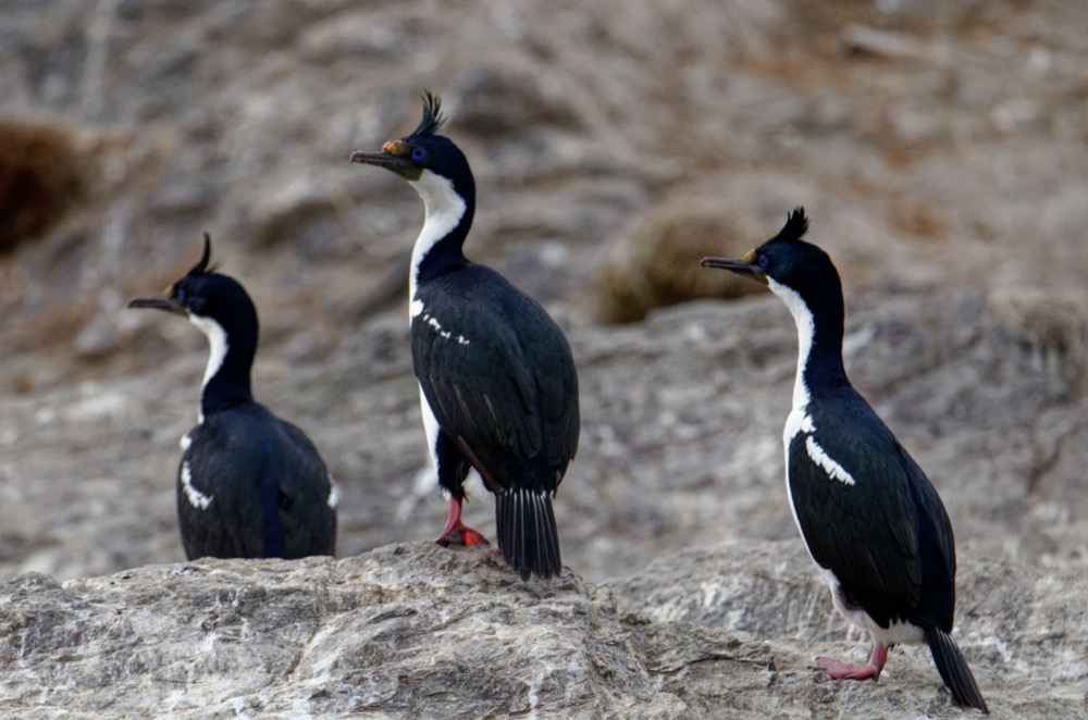 Magellanic Oystercatcher and Rock Cormorants