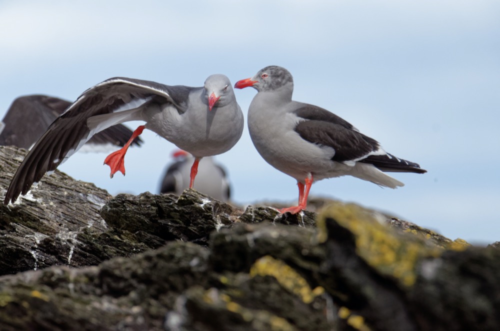 Dolphin Gull