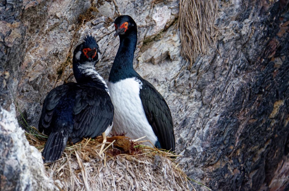 Magellanic Oystercatcher and Rock Cormorants