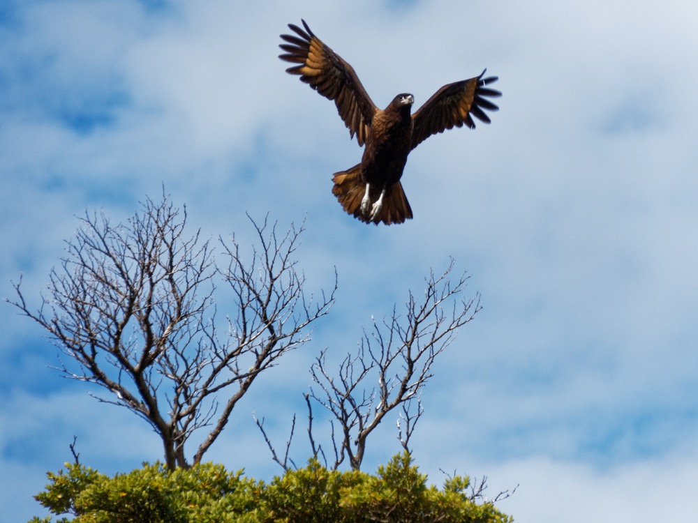 Caracara taking off