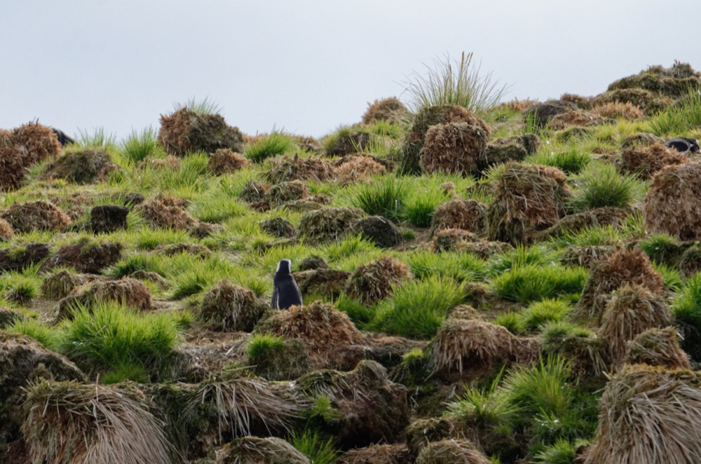 Lost King Penguin molting