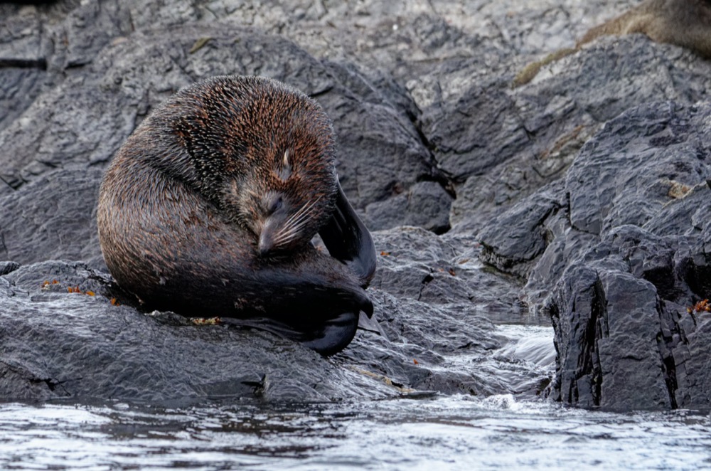 Seals and sea lions hanging out