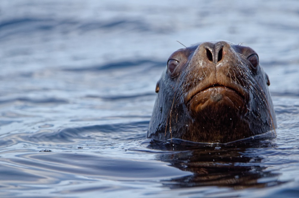 Seals and sea lions hanging out