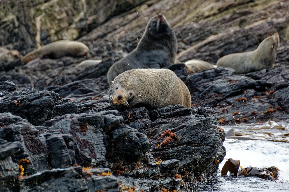 Seals and sea lions hanging out