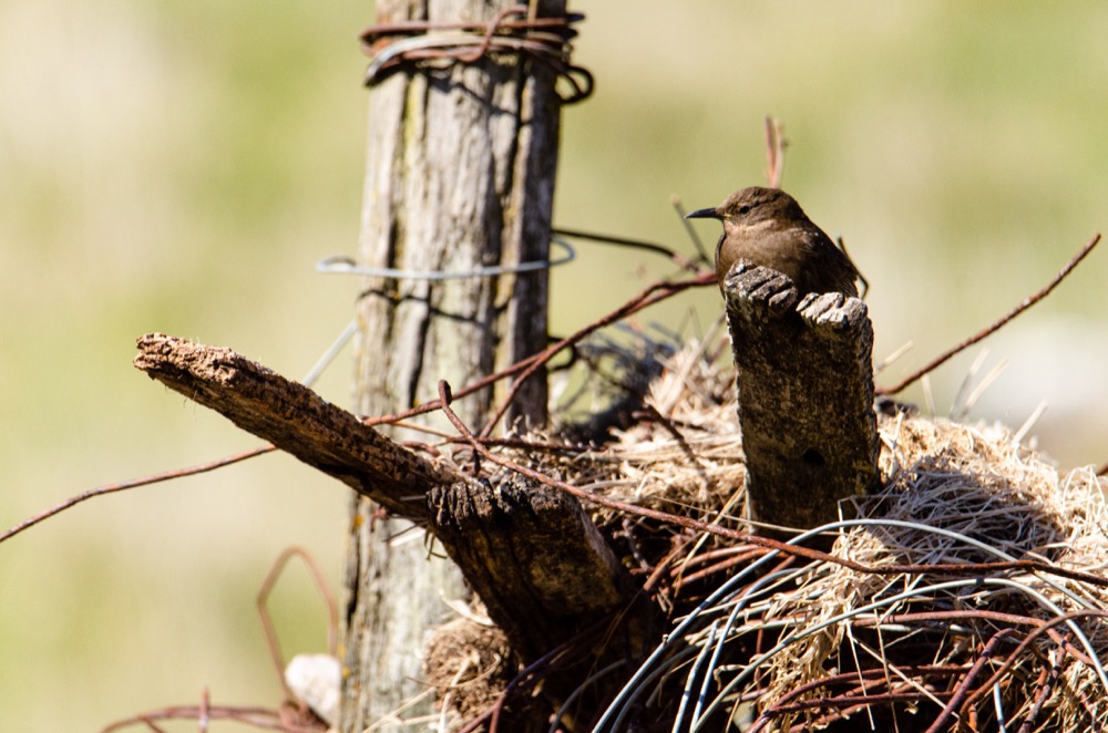 Upland Geese and Tussock Bird on Carcass Island - The geese were often seen in pairs and usually with their gosslings