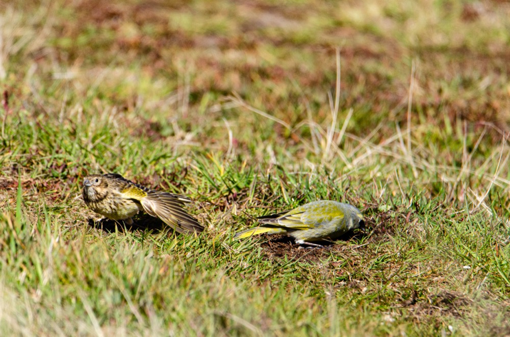 White-bridaled finch on Carcass Island