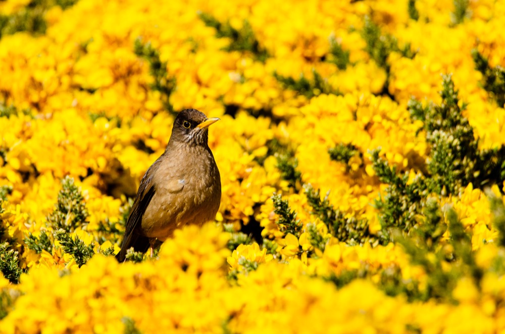 Falkland Thrush on Carcass Island