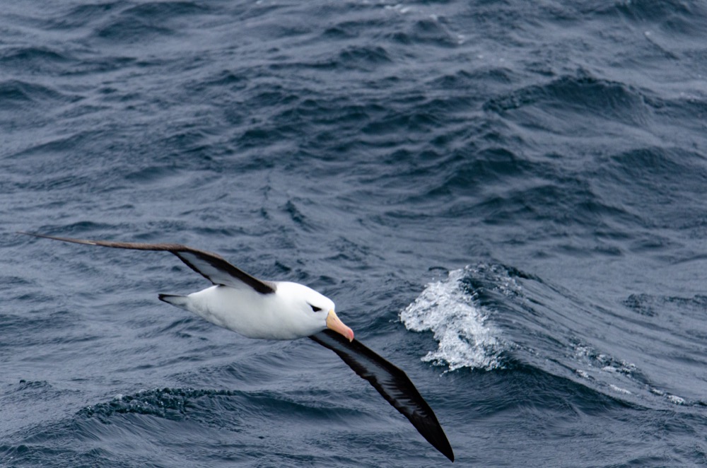 Black-browed Albatross at sea