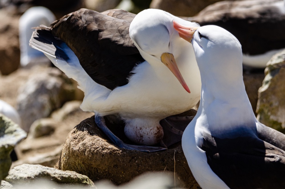 Amazing colony of Black-browed Albatross and Rockhopper Penguins on New Island