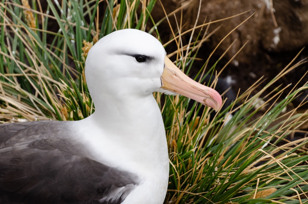 Black-browed Albatross