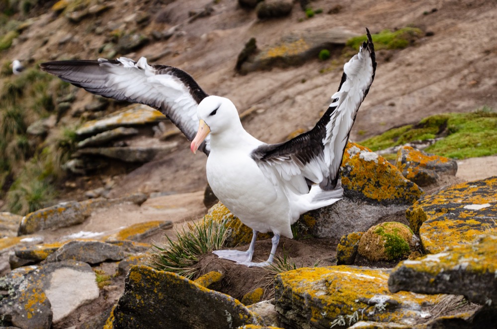 Black-browed Albatross