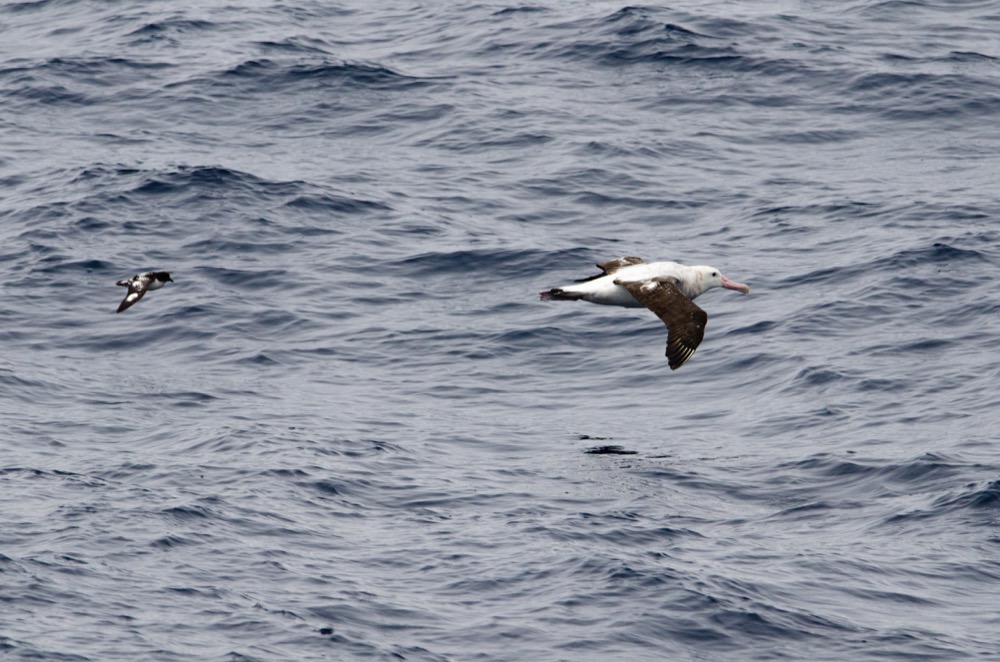 Bonus: Look how big the Wandering Albatross is!