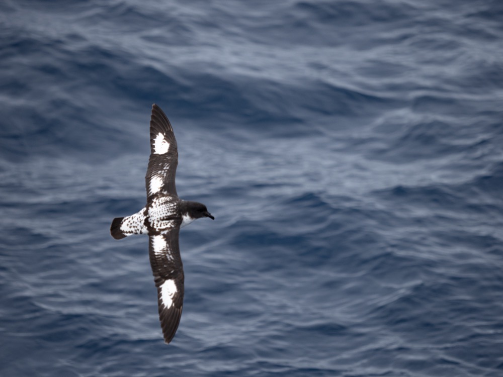 Cape Petrel at sea