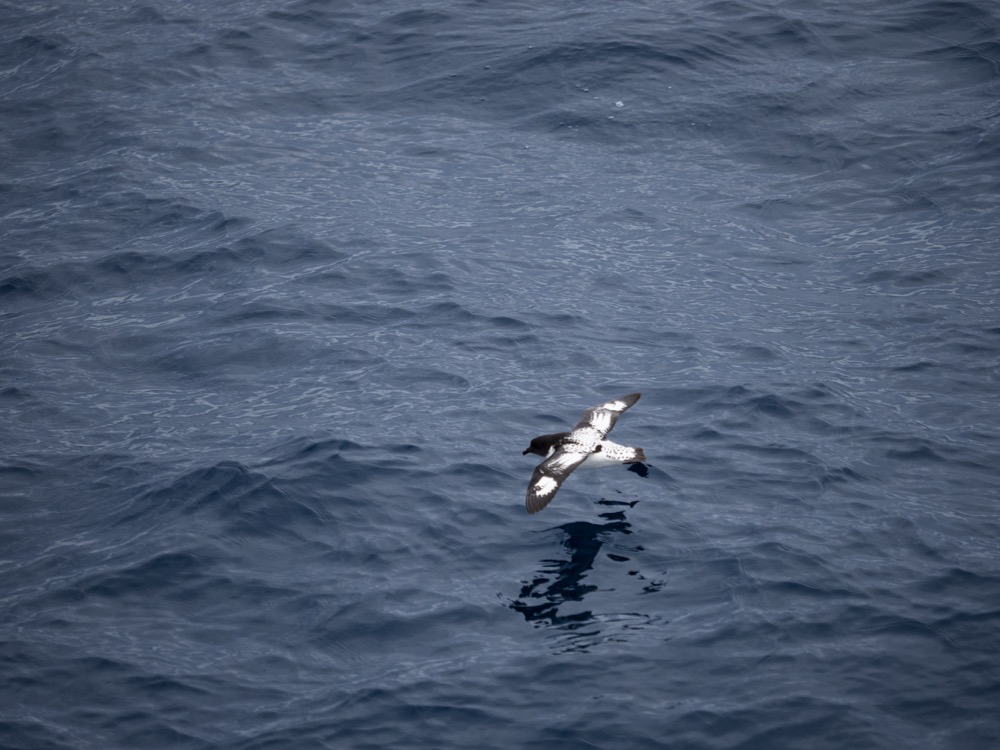 Cape Petrel at sea