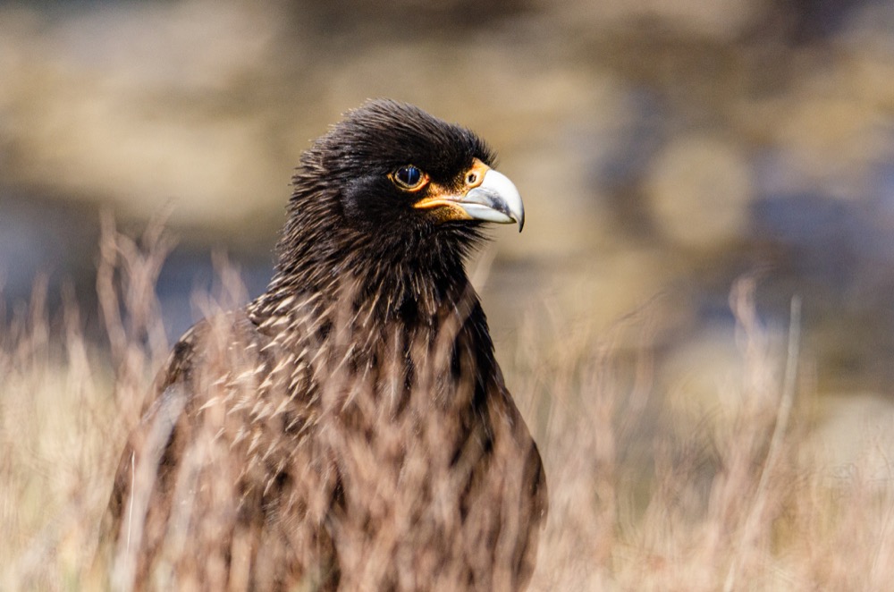 Striated Caracara - Coastal predator and scavenger