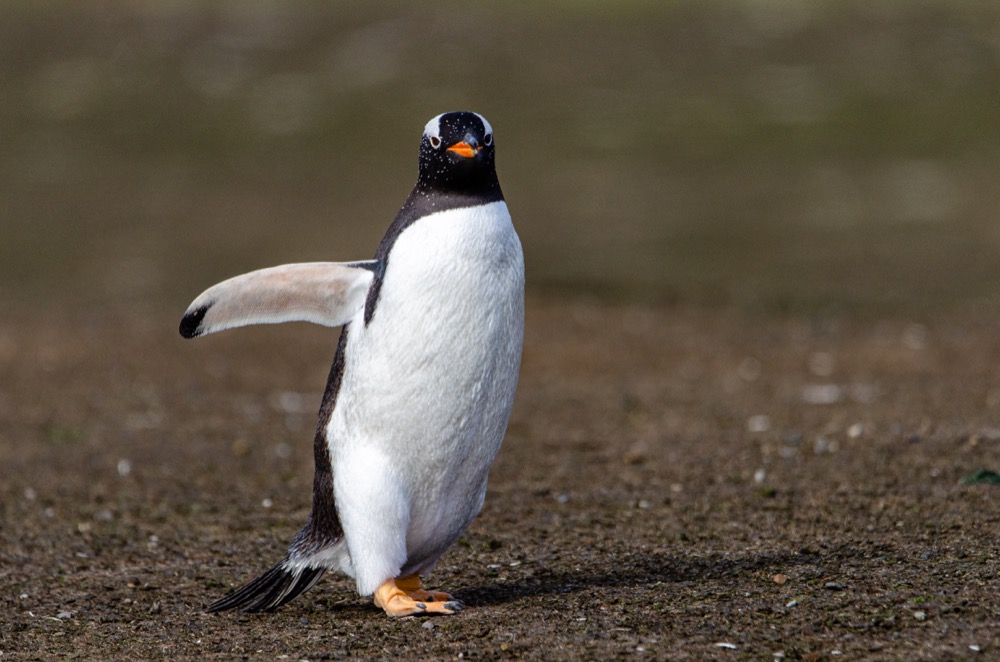 Gentoo Penguins vocalizing and hanging out with their eggs on New Island