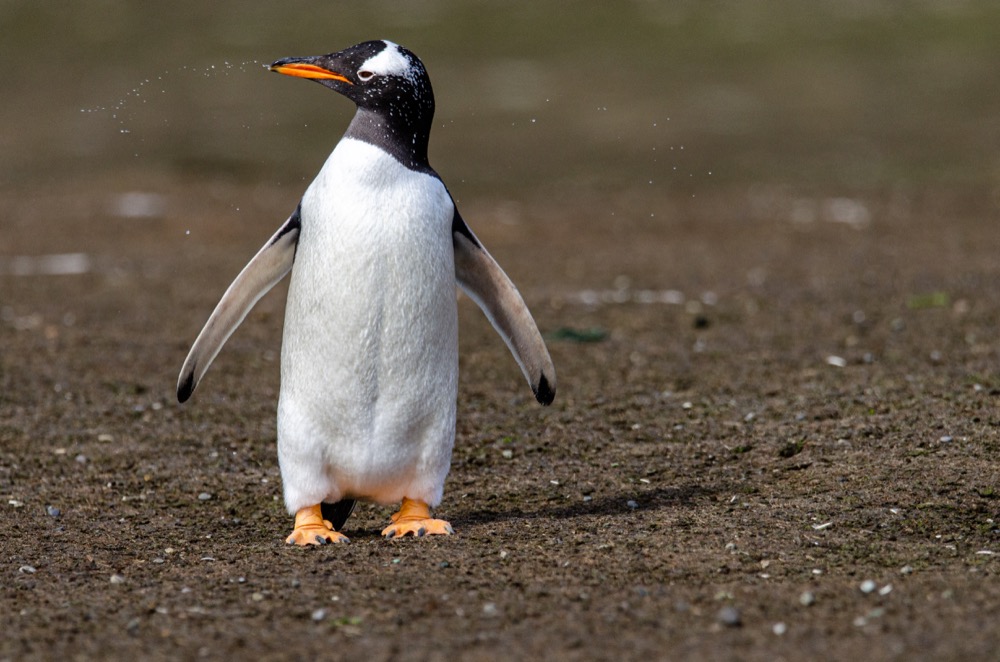 Gentoo Penguin on New Island