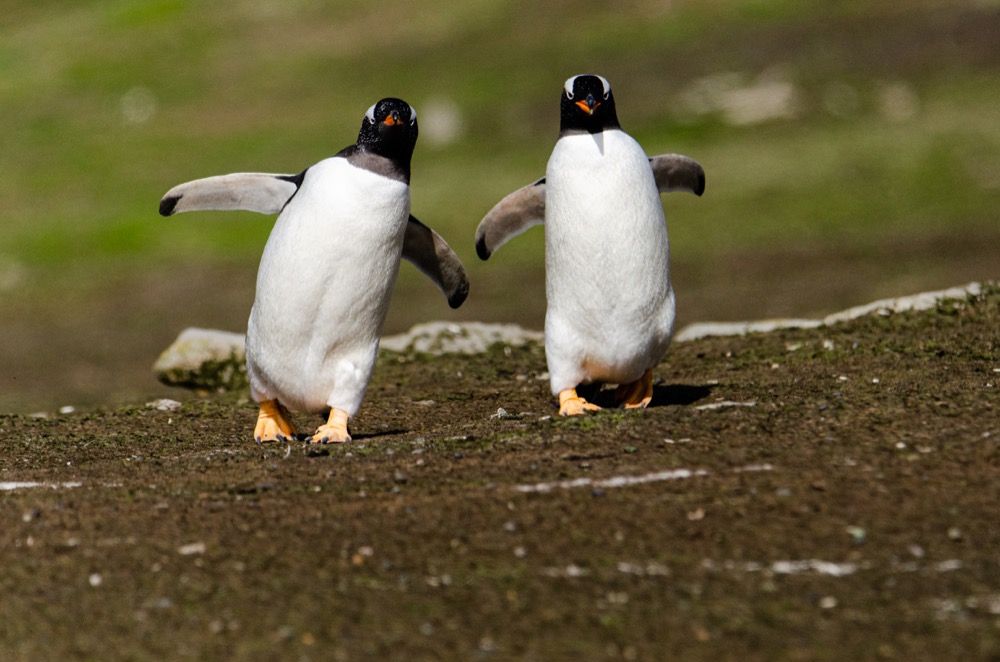 Gentoo Penguins on New Island