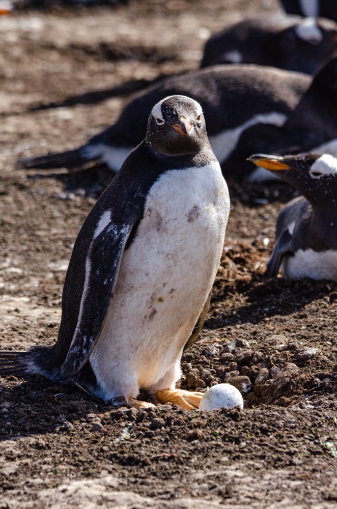 Gentoo Penguins vocalizing and hanging out with their eggs on New Island