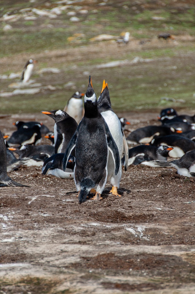 Gentoo Penguins vocalizing and hanging out with their eggs on New Island