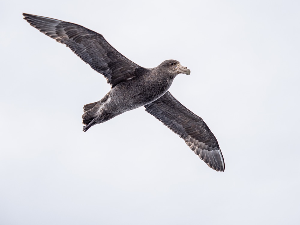 Giant Petrel at sea