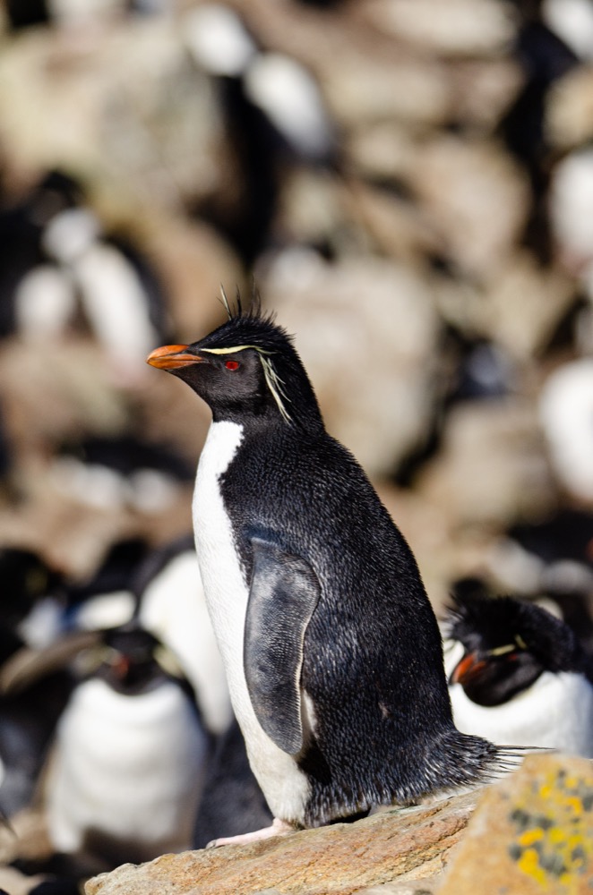 Rockhopper Penguin on a rock