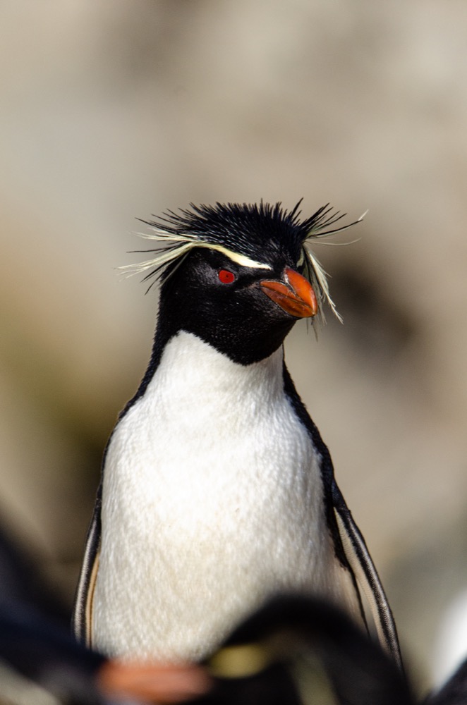 Amazing colony of Black-browed Albatross and Rockhopper Penguins on New Island