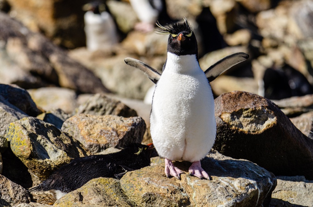 Amazing colony of Black-browed Albatross and Rockhopper Penguins on New Island