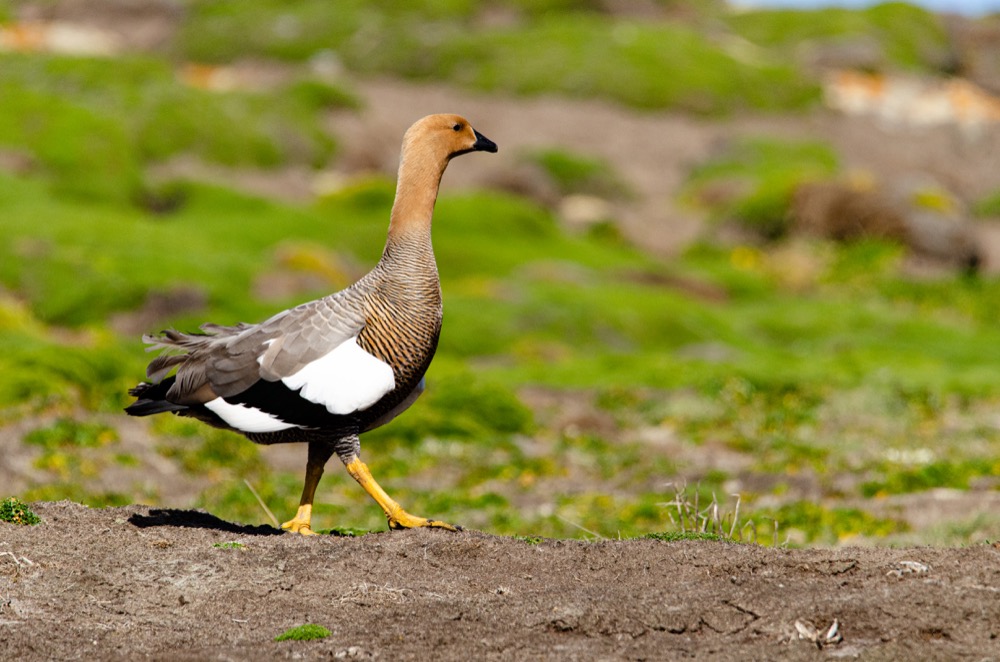 Upland Geese and Tussock Bird on Carcass Island - The geese were often seen in pairs and usually with their gosslings