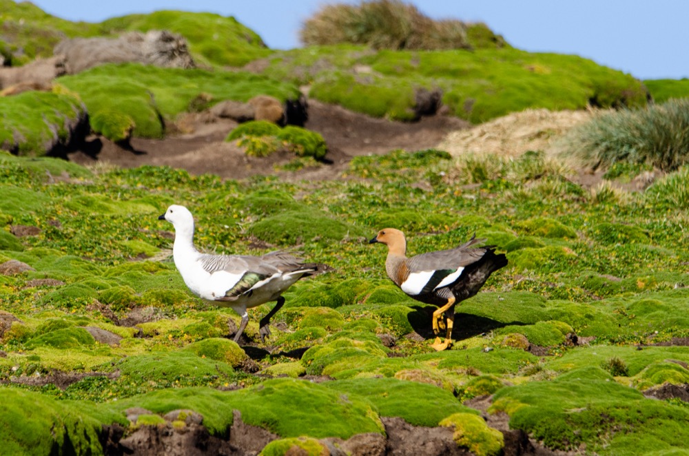 Upland Geese and Tussock Bird on Carcass Island - The geese were often seen in pairs and usually with their gosslings