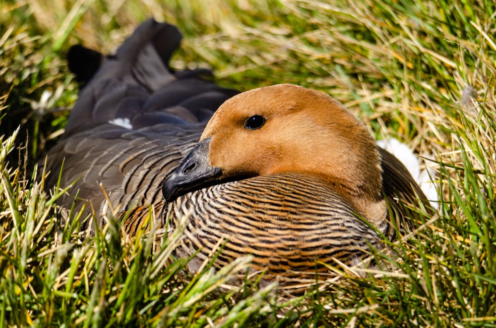 Upland Goose on her nest