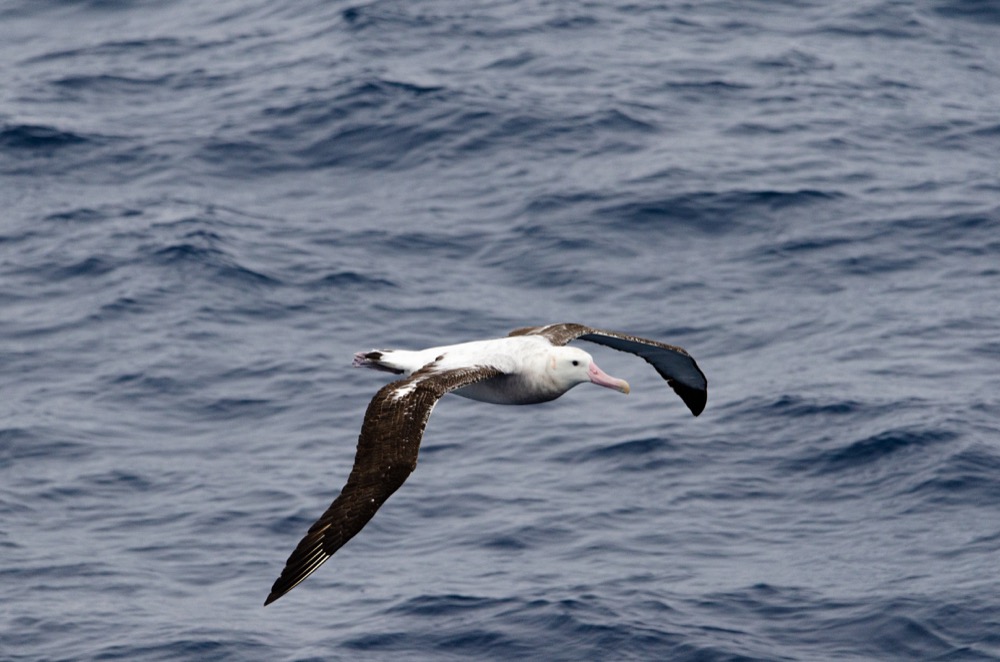 Wandering Albatross at sea