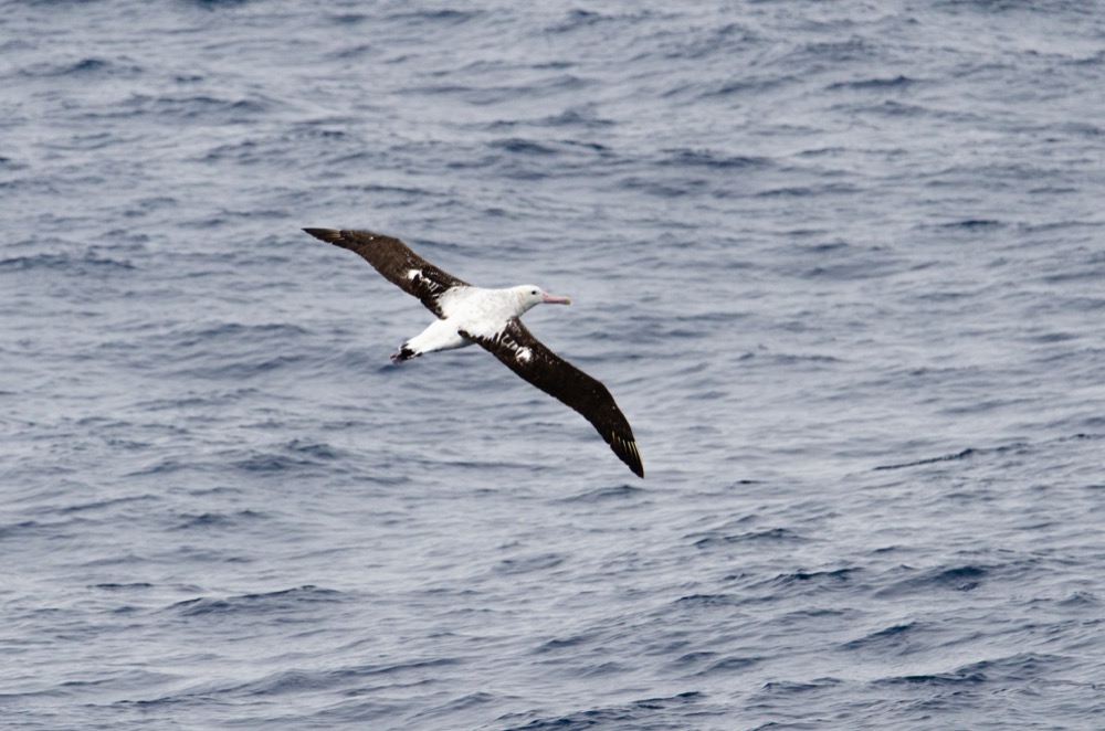 Wandering Albatross at sea