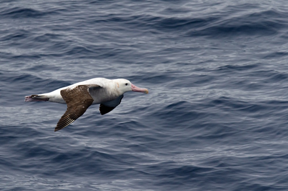 Wandering Albatross at sea