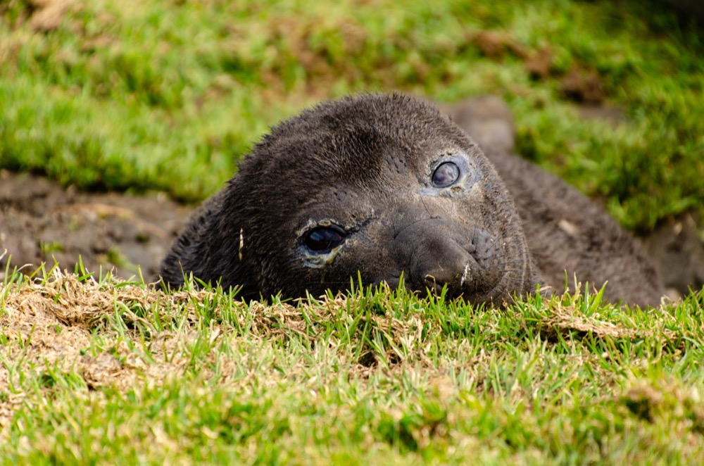 Elephant Seal pup