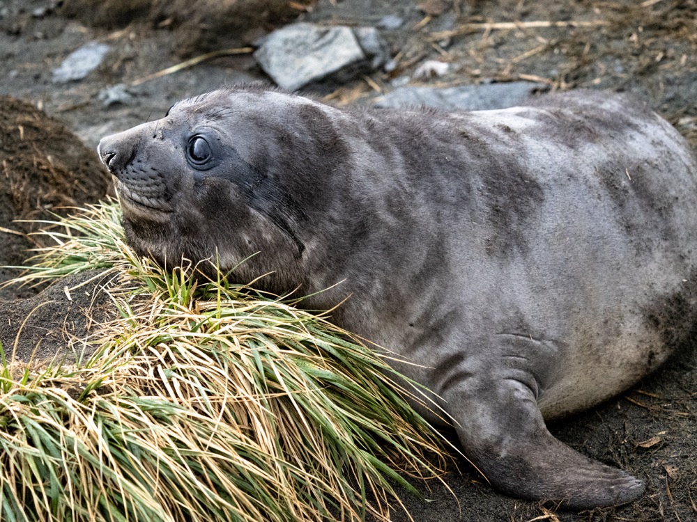 Young Elephant Seal