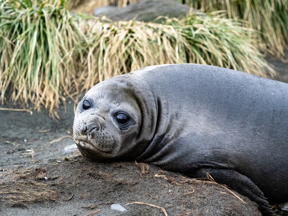 Young Elephant Seal