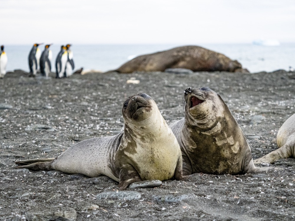 Elephant Seals hanging out