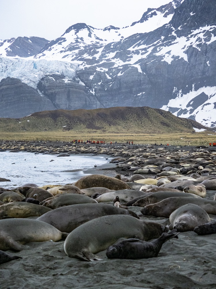 The elephant seals on the beach of Gold Harbour