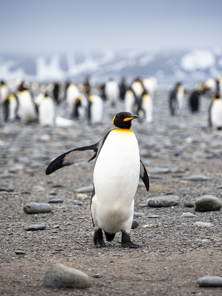 King Penguin escaping the pack