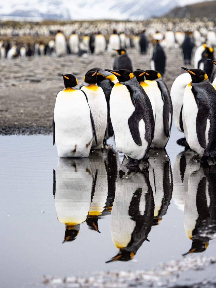 King Penguins resting in the water