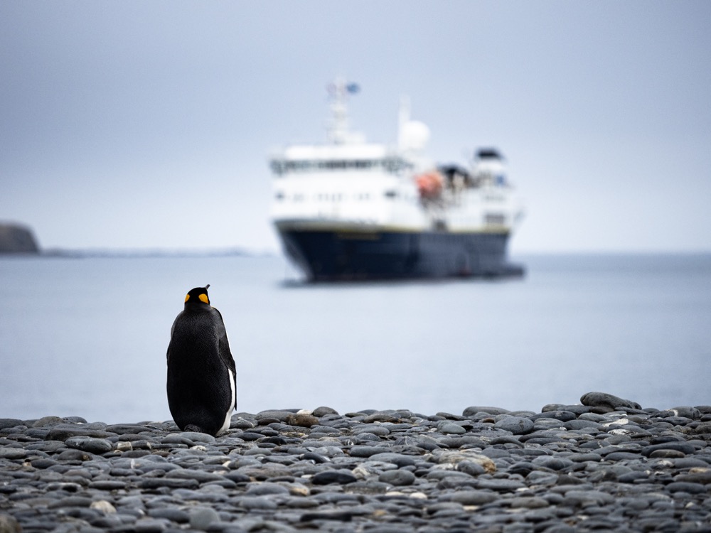 King Penguin wondering if he can hop on the ship