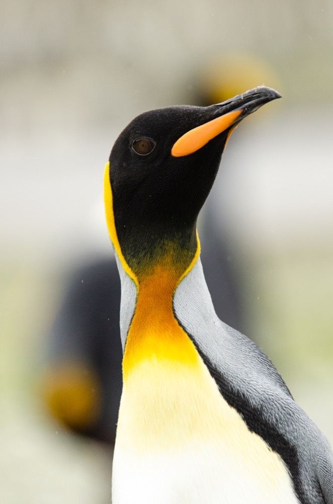 King Penguin posing