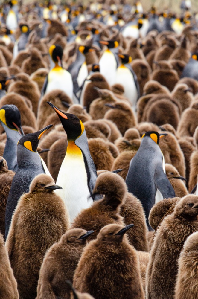 King Penguins in Gold Harbour