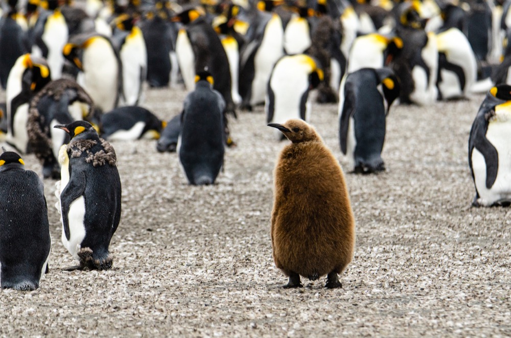 A King Penguin chick