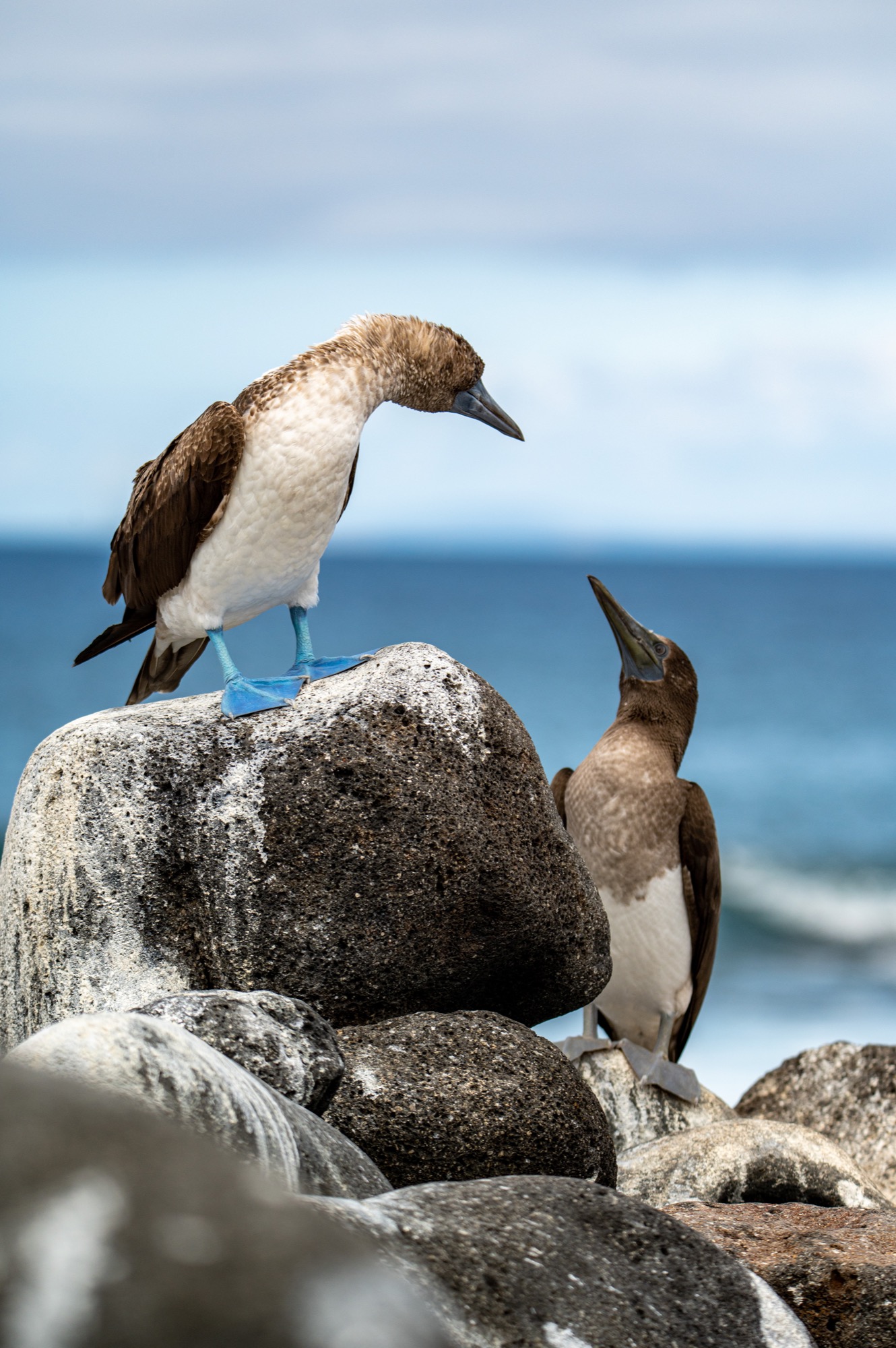 The famous Blue-Footed Booby - mother and fledgling