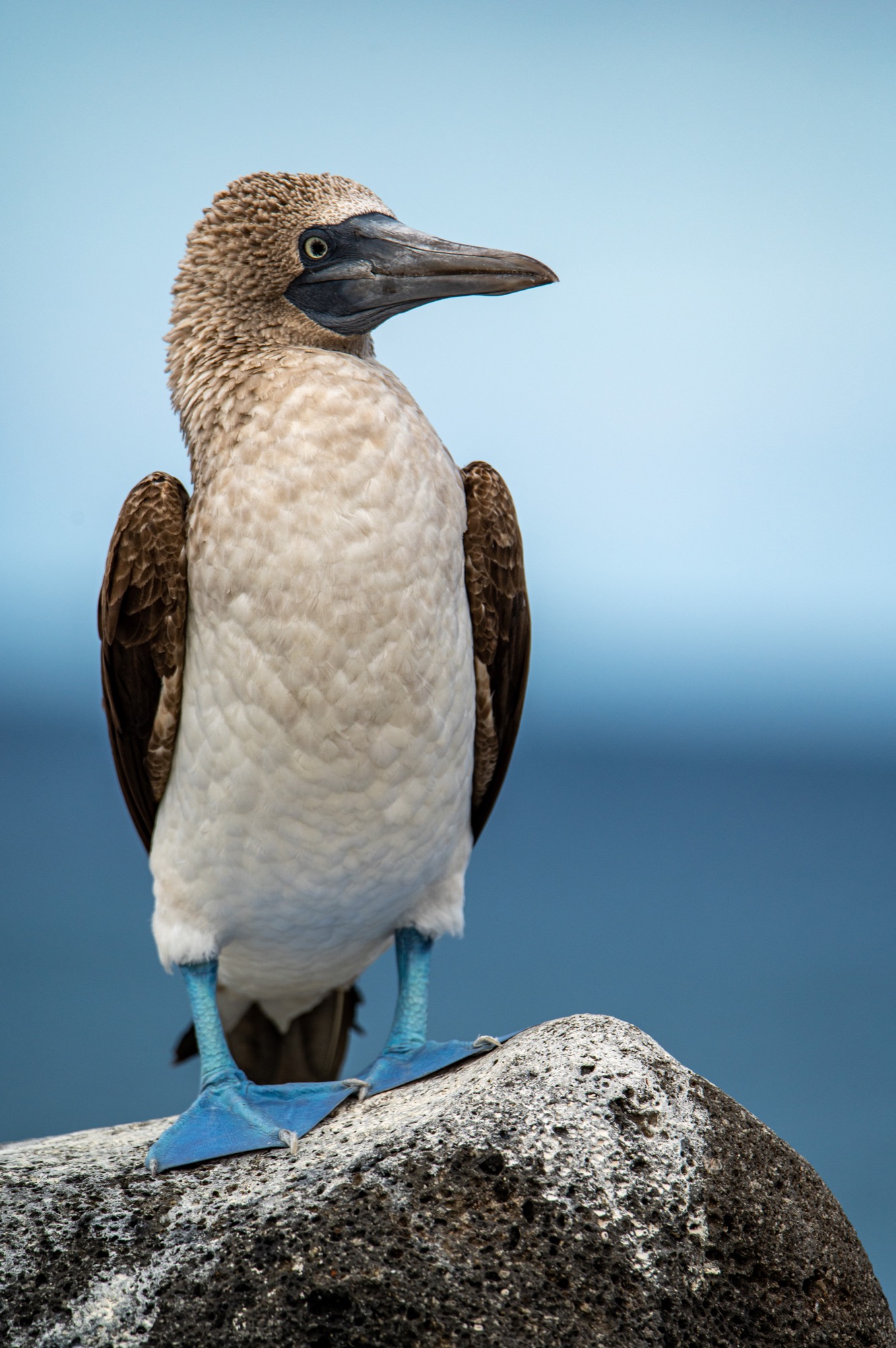 The famous Blue-Footed Booby - mother and fledgling